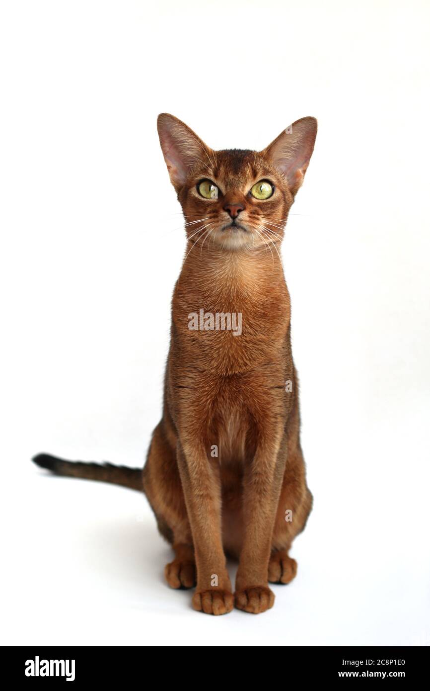 The Beautiful Abissinian Cat is Posing Proudly Stock Photo