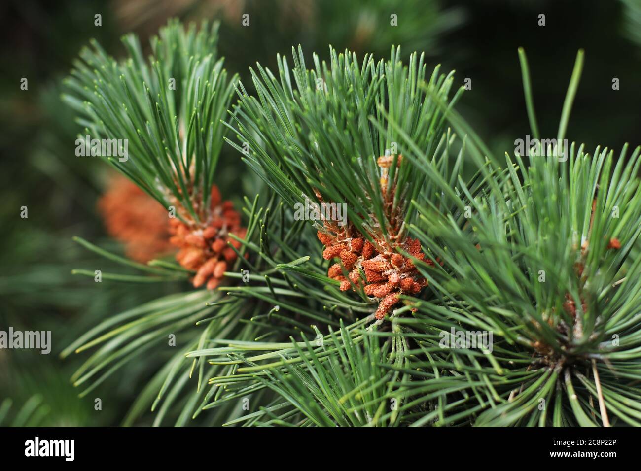 The Young Spruce Cones on the Branch Stock Photo