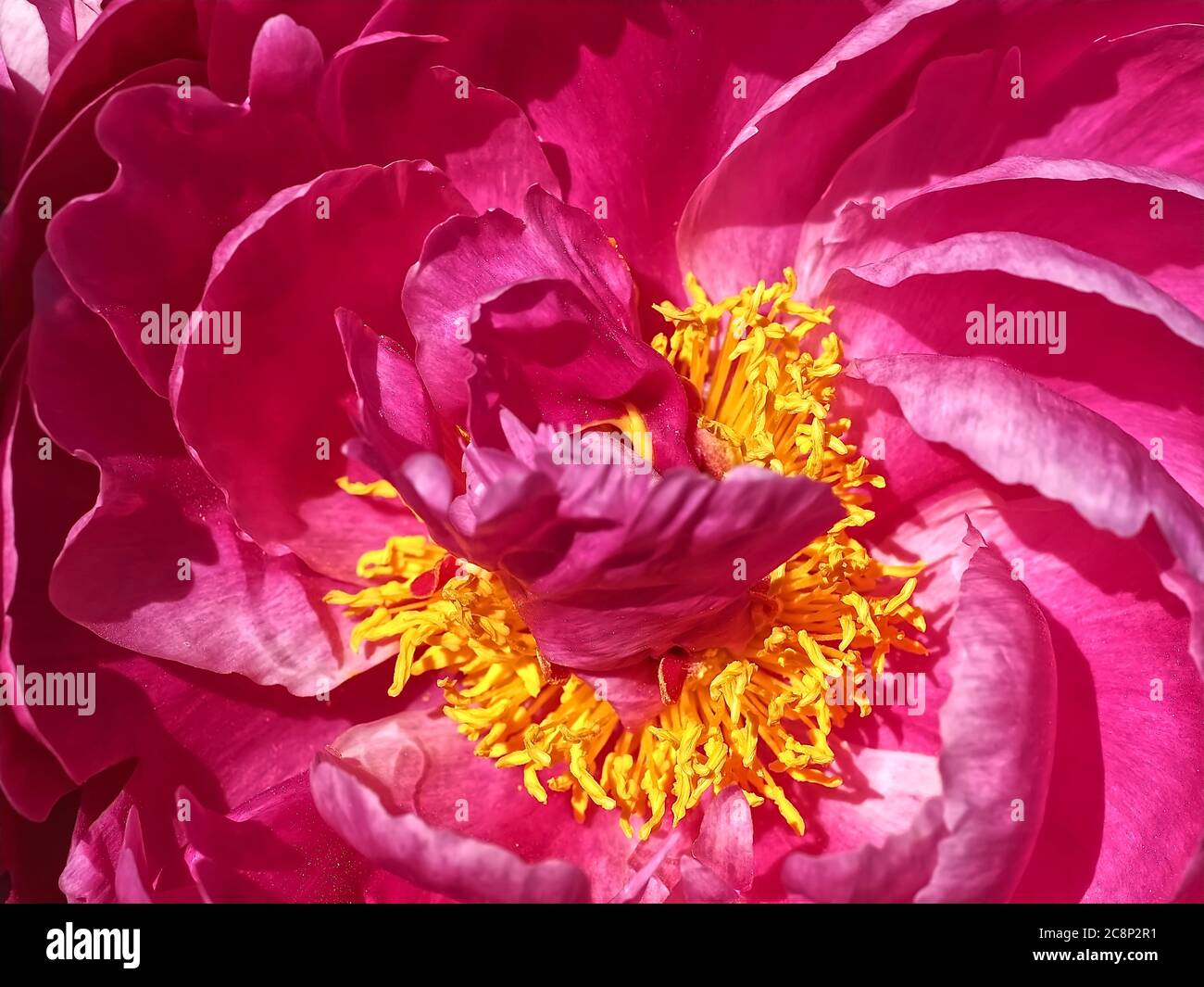 Macro of a pink peony flower Stock Photo - Alamy