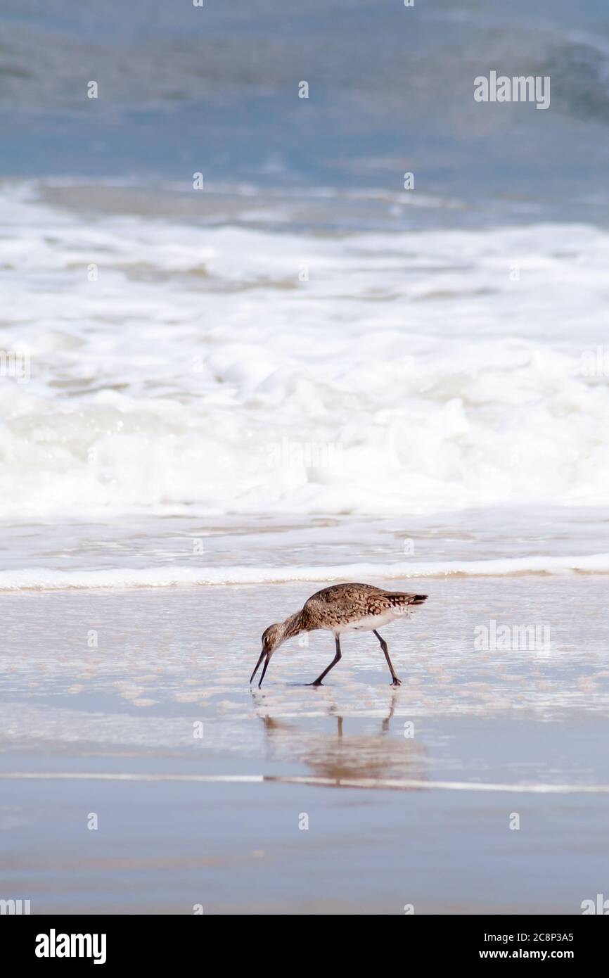 A Willet (Tringa semipalmata) foraging for food along the water's edge at Assateague Island National Seashore, Maryland Stock Photo