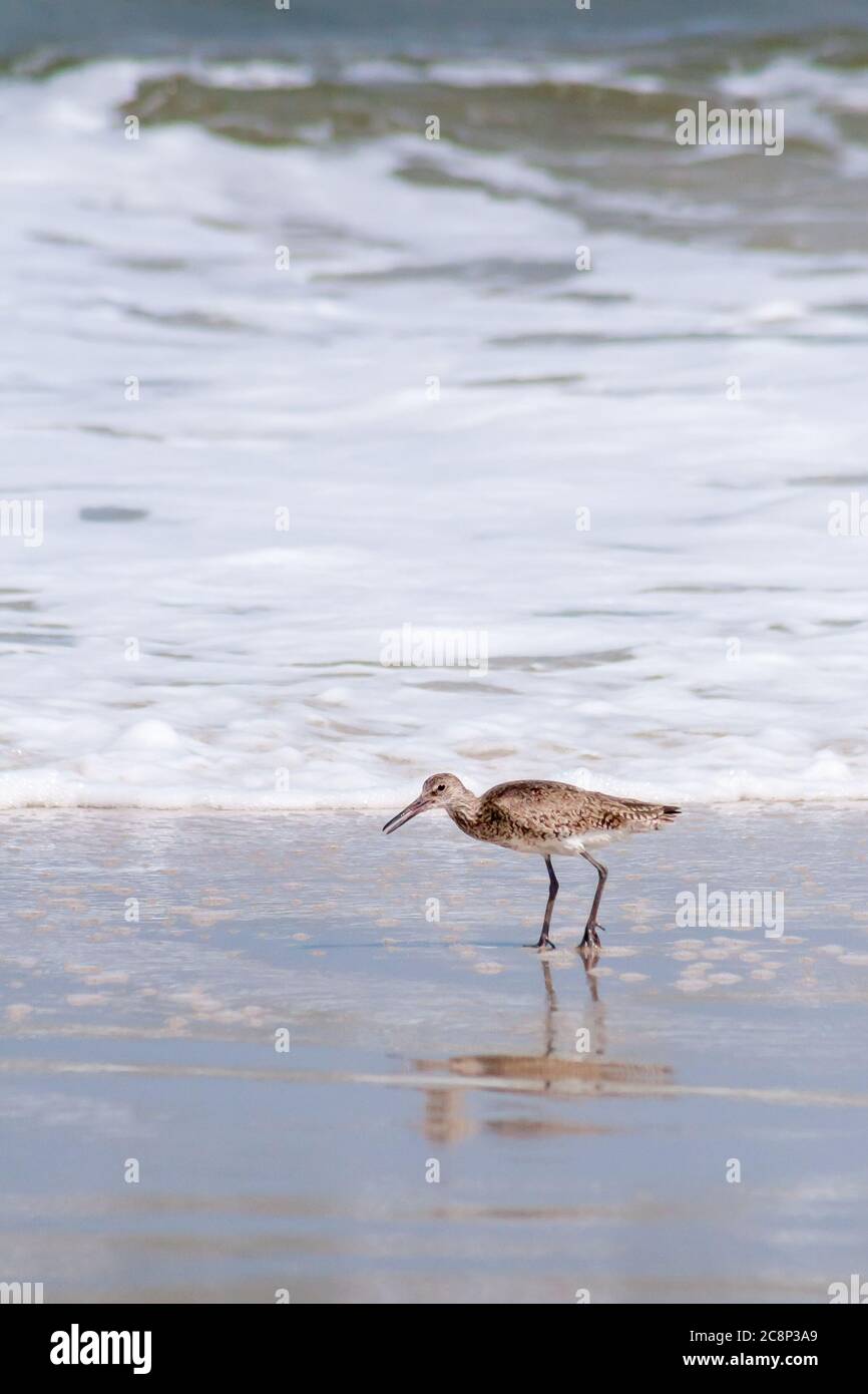 A Willet (Tringa semipalmata) foraging for food along the water's edge at Assateague Island National Seashore, Maryland Stock Photo