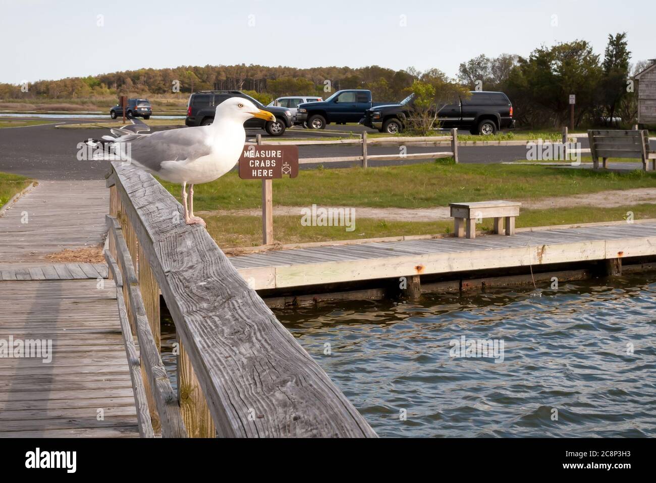 A Herring Gull (Larus argentatus) perched near a crabbing area at Assateague Island National Seashore, Maryland Stock Photo