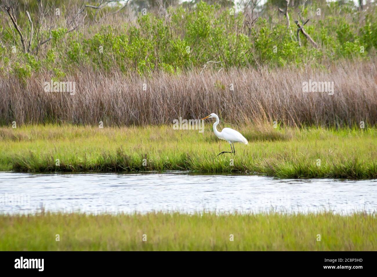 A Great Egret (Ardea alba) foraging for food in salt marsh wetlands at Assateague Island National Seashore, Maryland Stock Photo