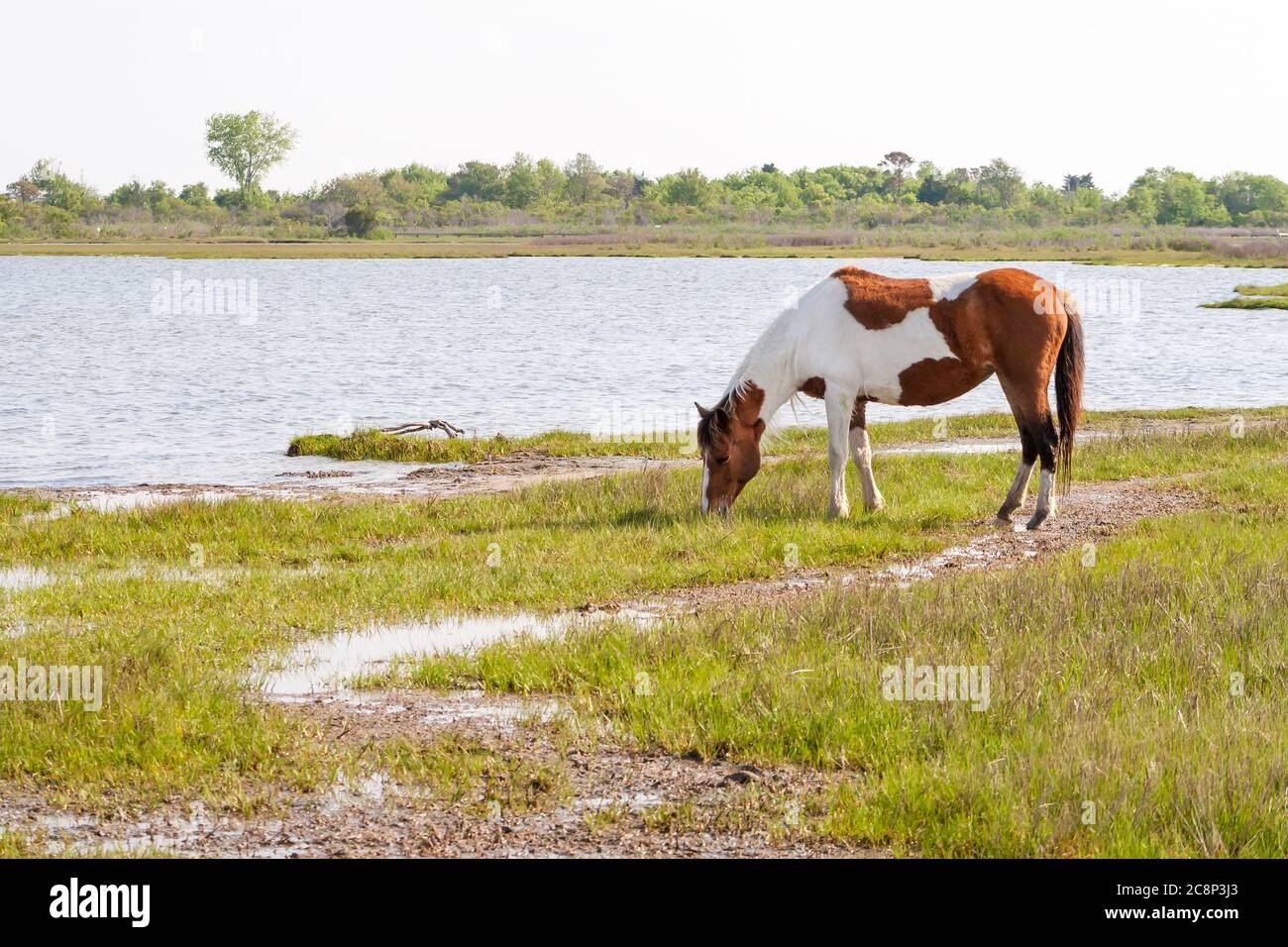 A wild pony (Equus caballus) grazing in salt marsh wetlands at Assateague Island National Seashore, Maryland Stock Photo