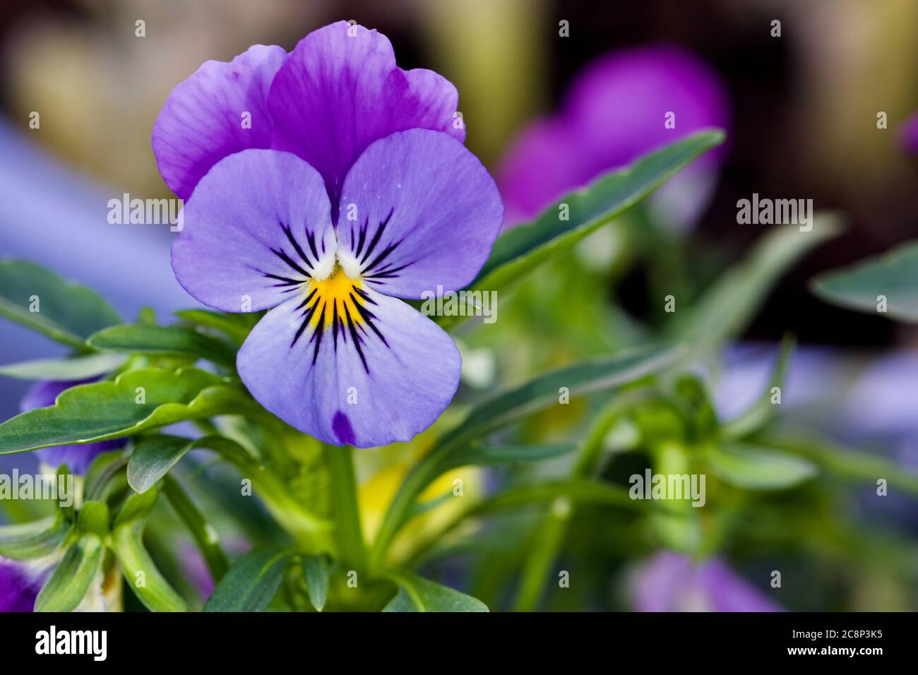 Beautiful blue and purple Viola Stock Photo