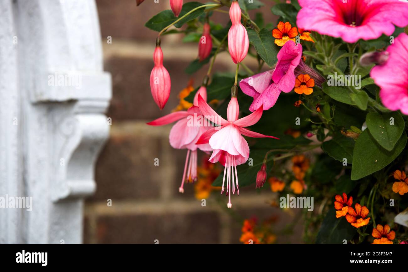 Beautiful Pink Fuchsia Flowers Stock Photo