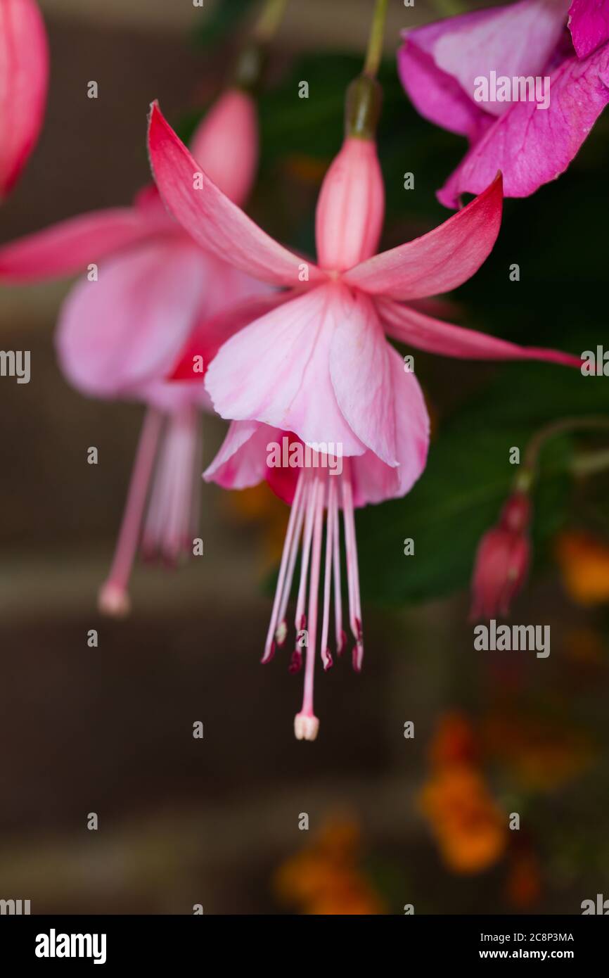 Beautiful Pink Fuchsia Flowers Stock Photo
