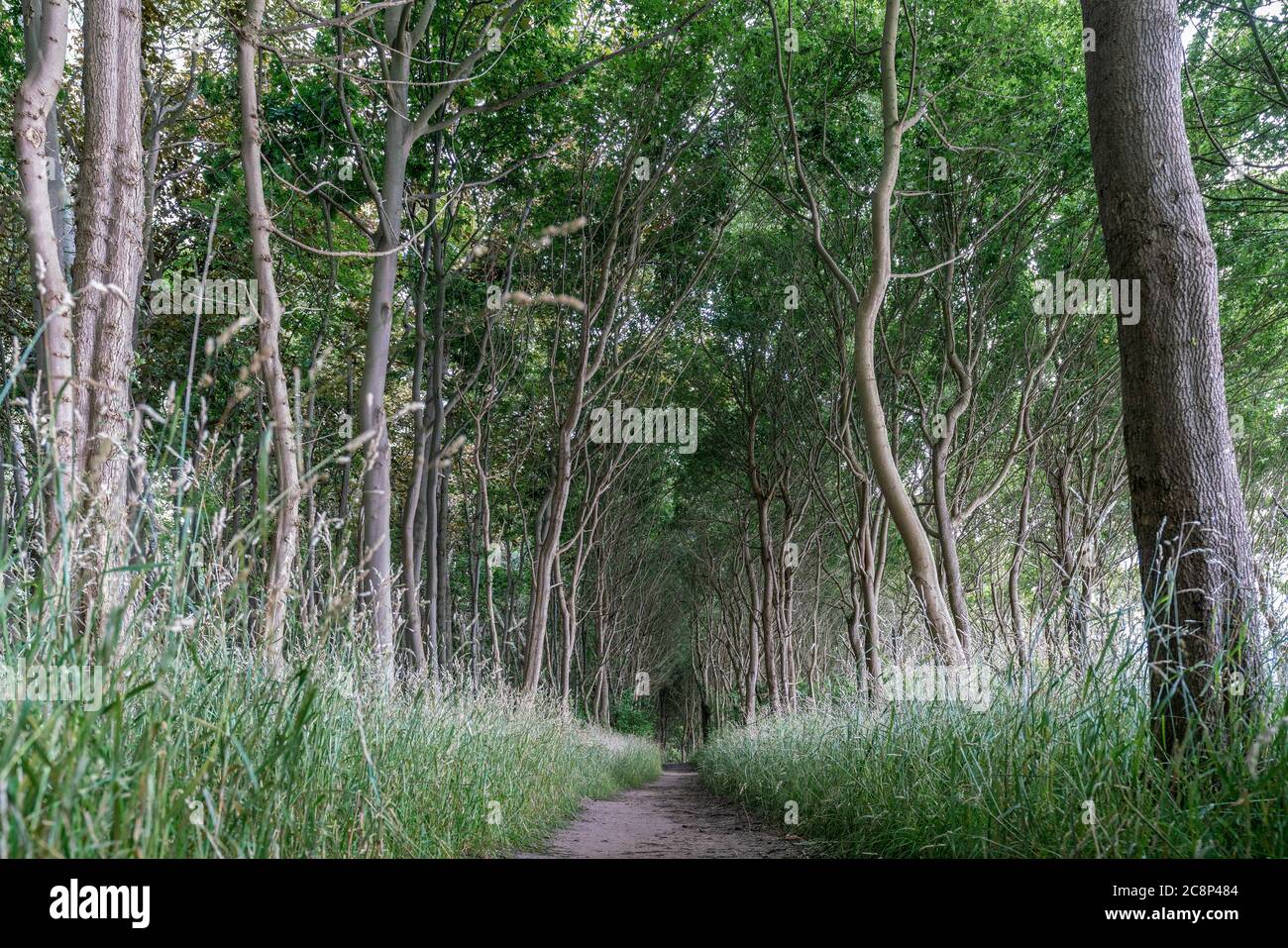 Hiking path through the forest above the cliffs of Timmendorf on the baltic sea island Poel in Germany Stock Photo
