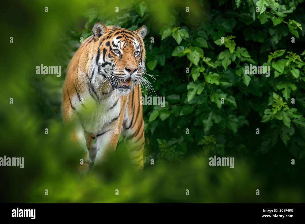 Tiger, wild animal in the natural habitat. Big cat, endangered animal