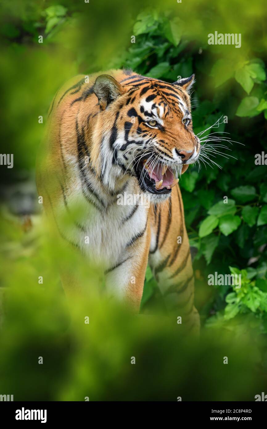 Tiger, wild animal in the natural habitat. Big cat, endangered animal