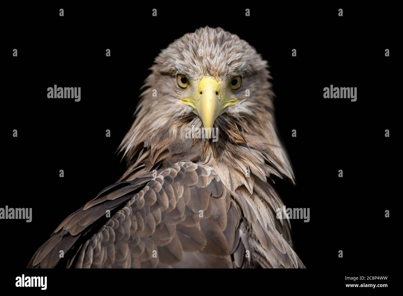 Close up White-tailed eagle portrait on black background Stock Photo