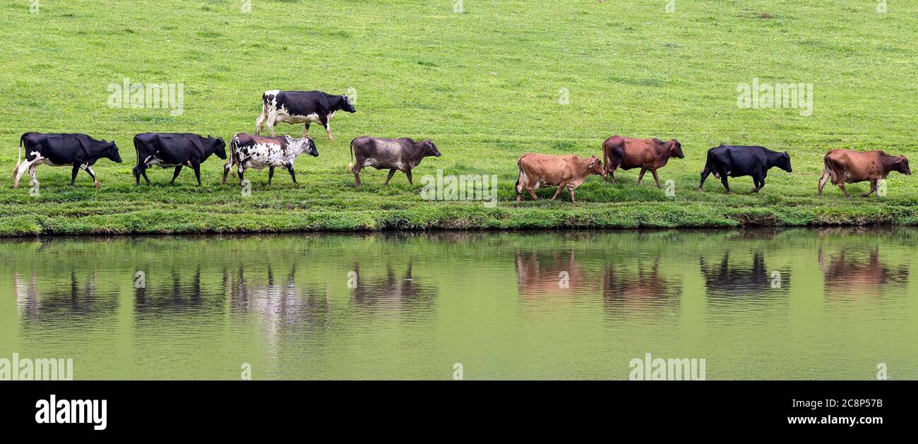 dairy cows walk in line at the lake on the farm on countryside of