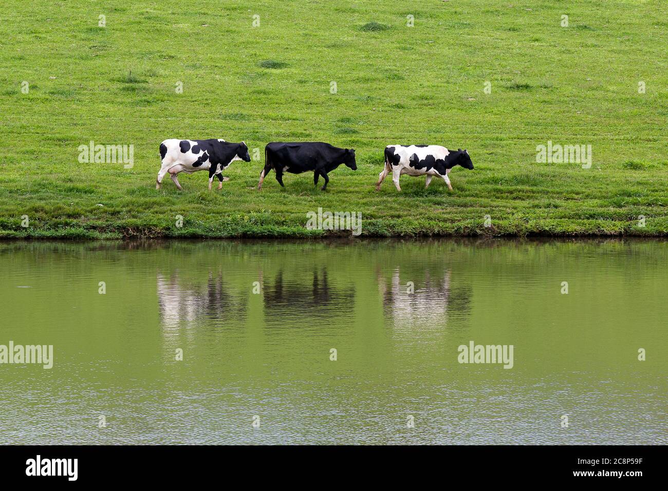 dairy cows walk in line at the lake on the farm on countryside of