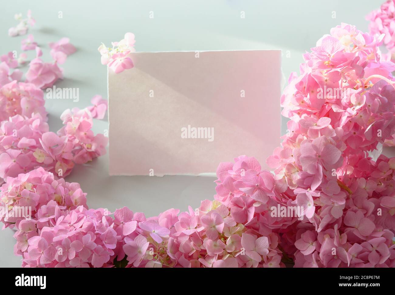 Festive frame with pink hydrangea. Flower composition with copy space on grey. Stock Photo