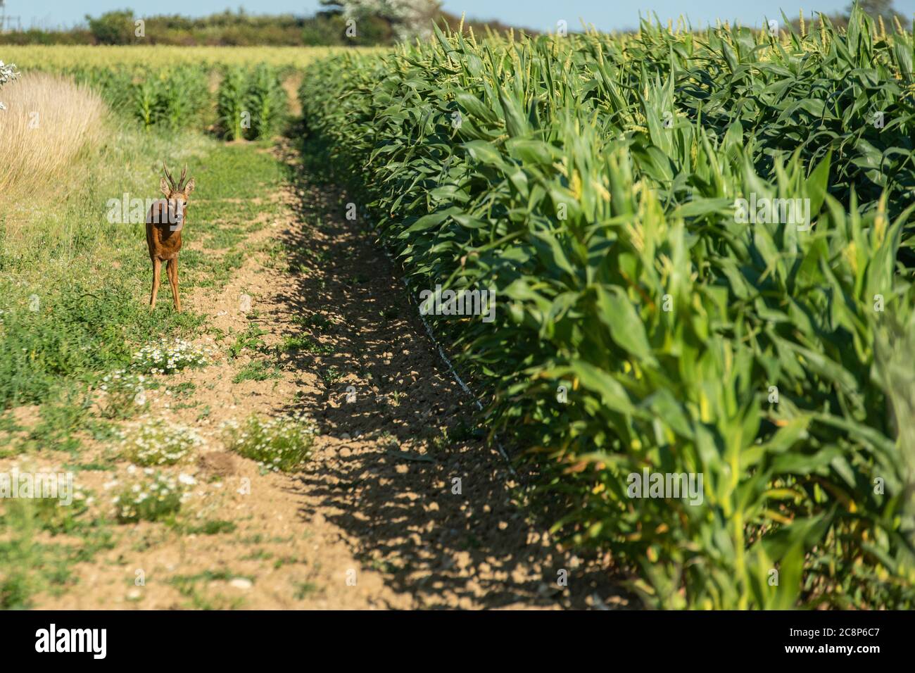 A young deer about to feed on sweet corn in an English field Stock