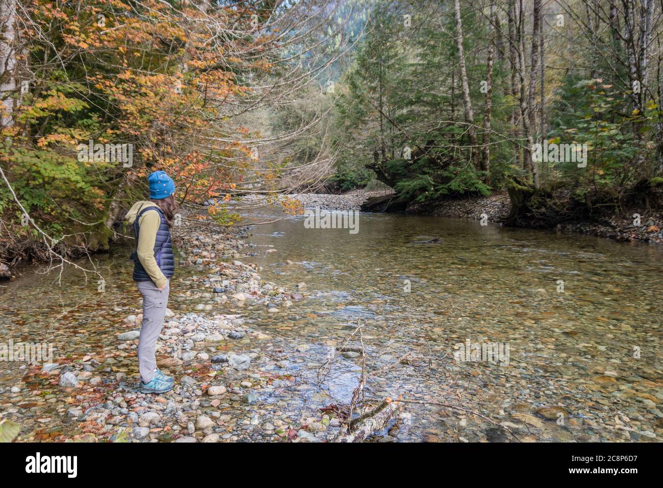 Squamish, BC/Canada-October 5, 2019: Young woman istands by the side of a river during fall foliage season watching the salmon run. Stock Photo