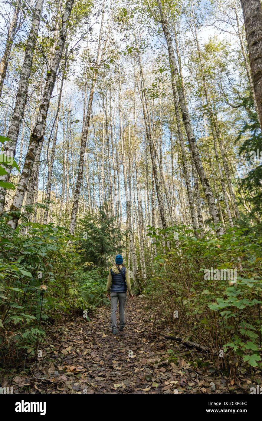 Squamish, BC/Canada-October 5, 2019: Young woman in outdoorsy athletic wear walks in forest among tall looming birch trees. Stock Photo