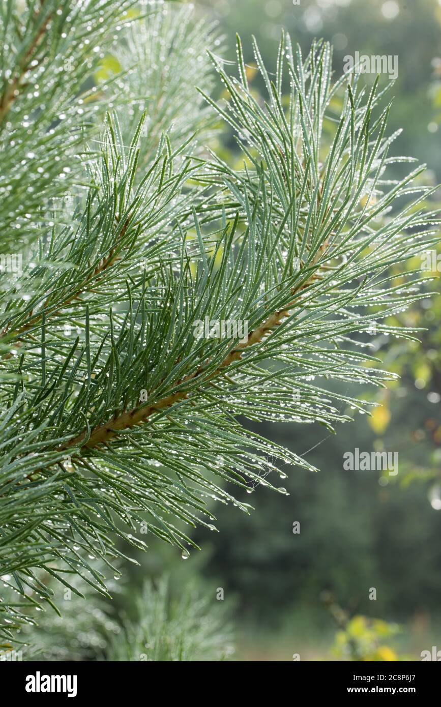 water drops on pine tree needles closeup selective focus Stock Photo