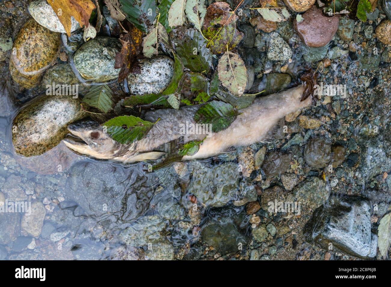 Squamish, BC/Canada-October 5, 2019:  Dead salmon in the Stawamus River after the salmon run or salmon migration. These fish travel many miles upstrea Stock Photo