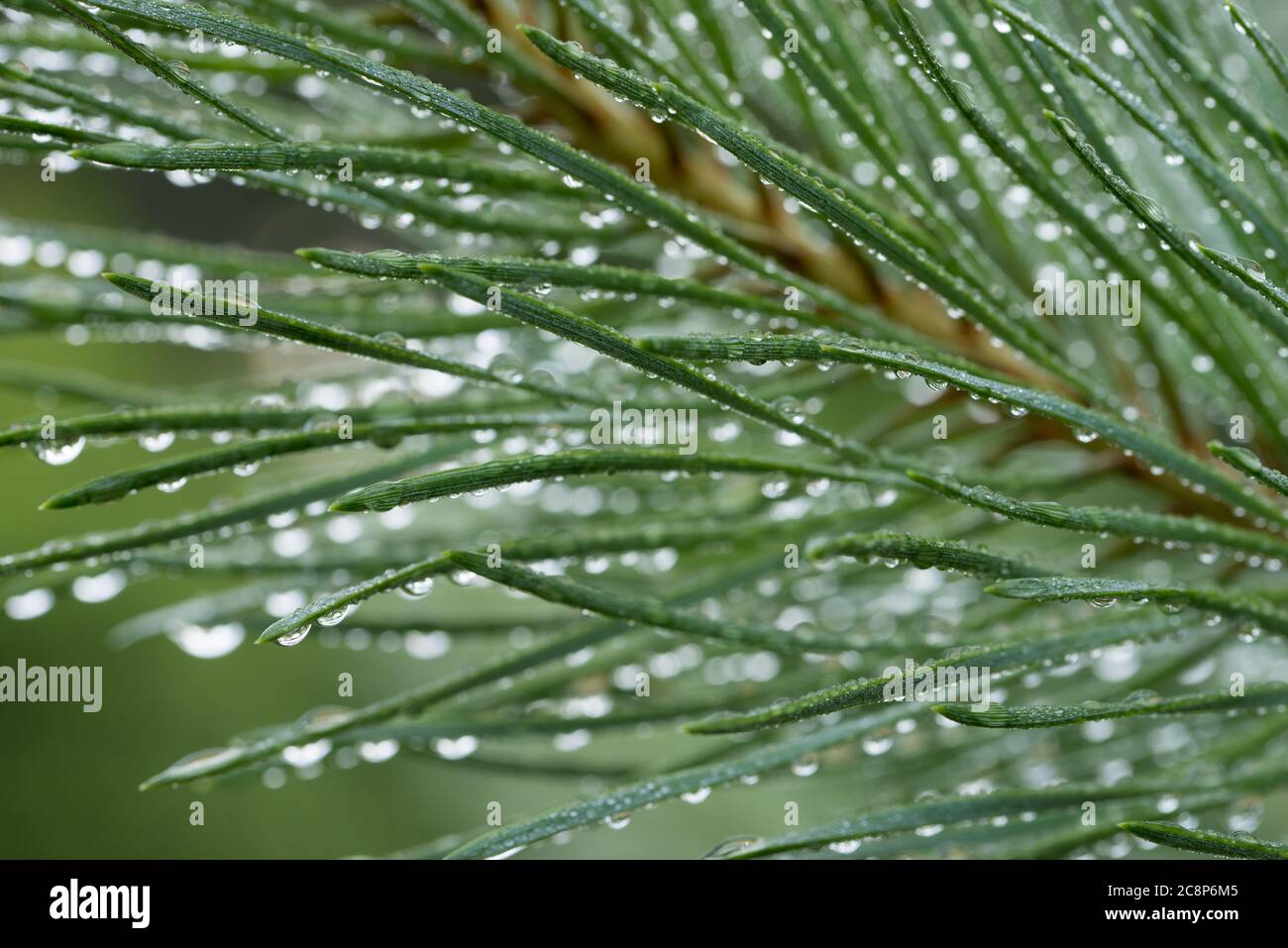 water drops on pine tree needles closeup selective focus Stock Photo