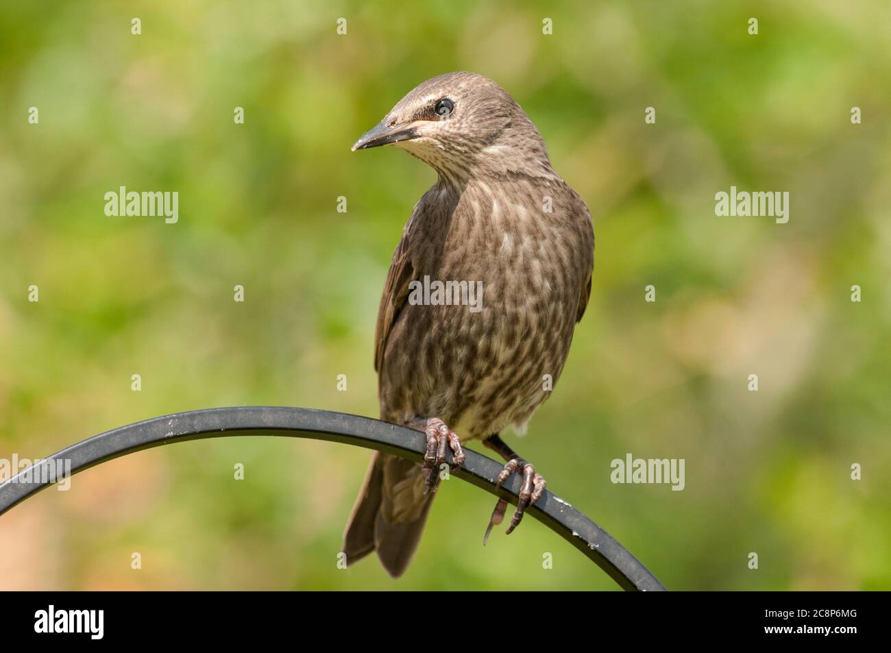 Starling, Sturnus vulgaris, juvenile perched on bird feeder, Norfolk, May Stock Photo