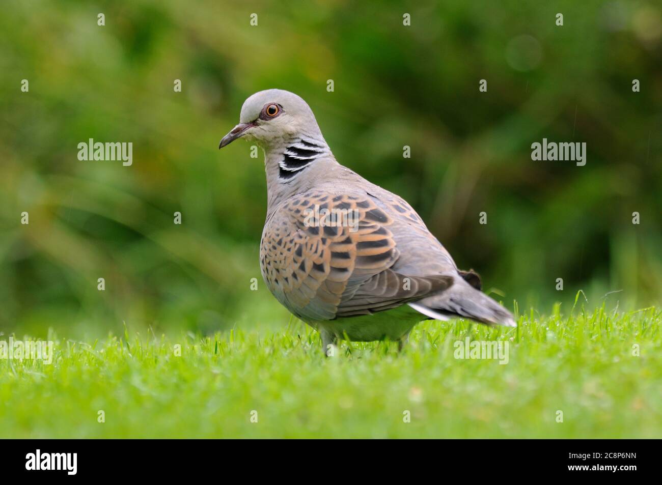 Turtle Dove, Streptopelia turtur, garden lawn, August, Summer, Norfolk Stock Photo
