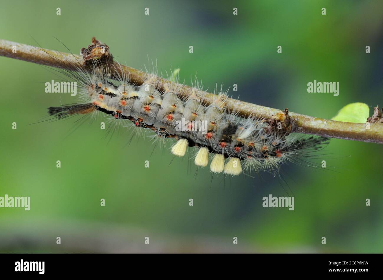 Vapourer Moth Caterpillar, Orgyia antiqua, garden, on ornamental quince, Norfolk, June Stock Photo