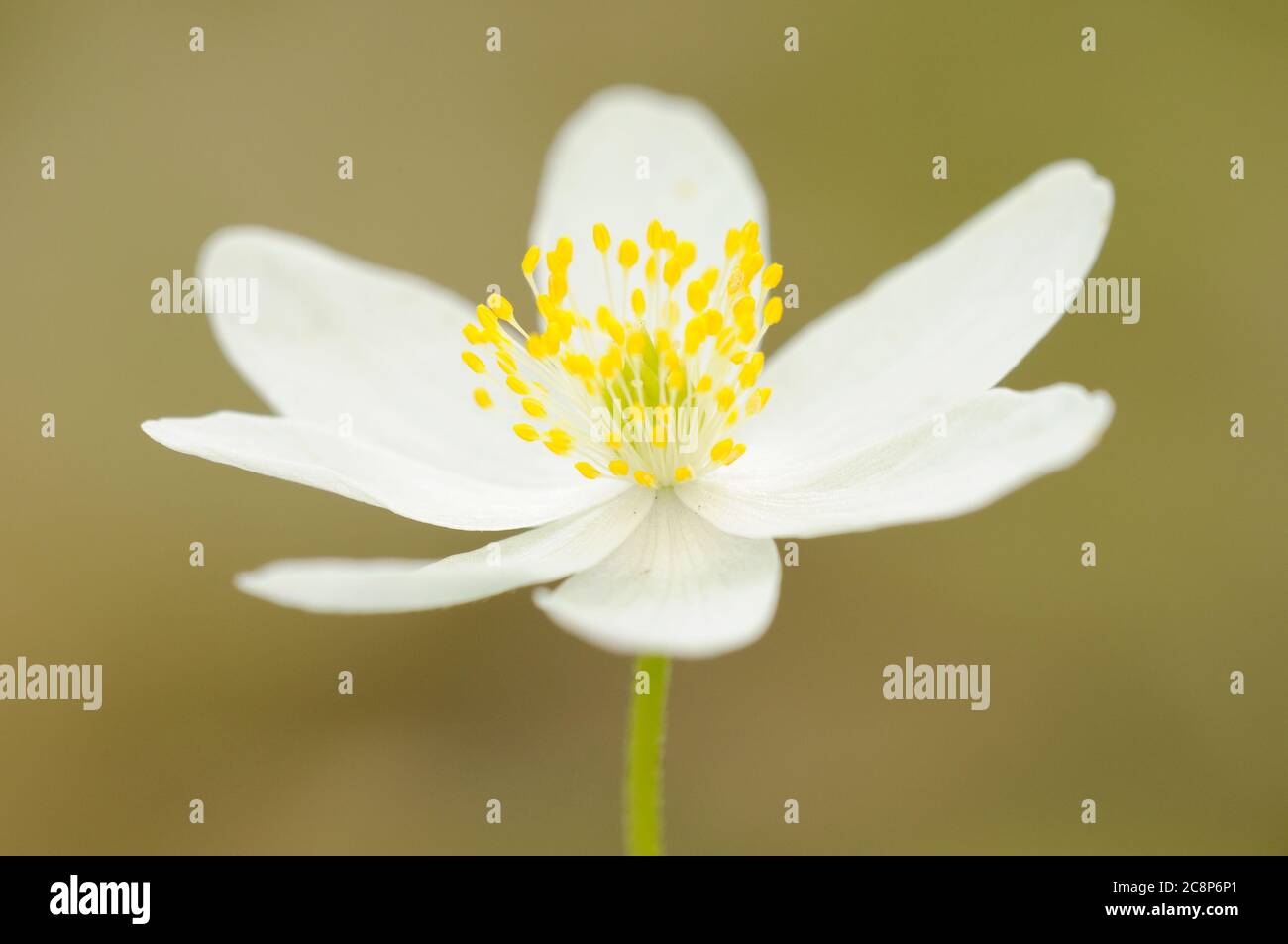 Wood Anemone, Anemone nemorosa, Close up of flower, Wayland Wood, Norfolk, Spring Stock Photo