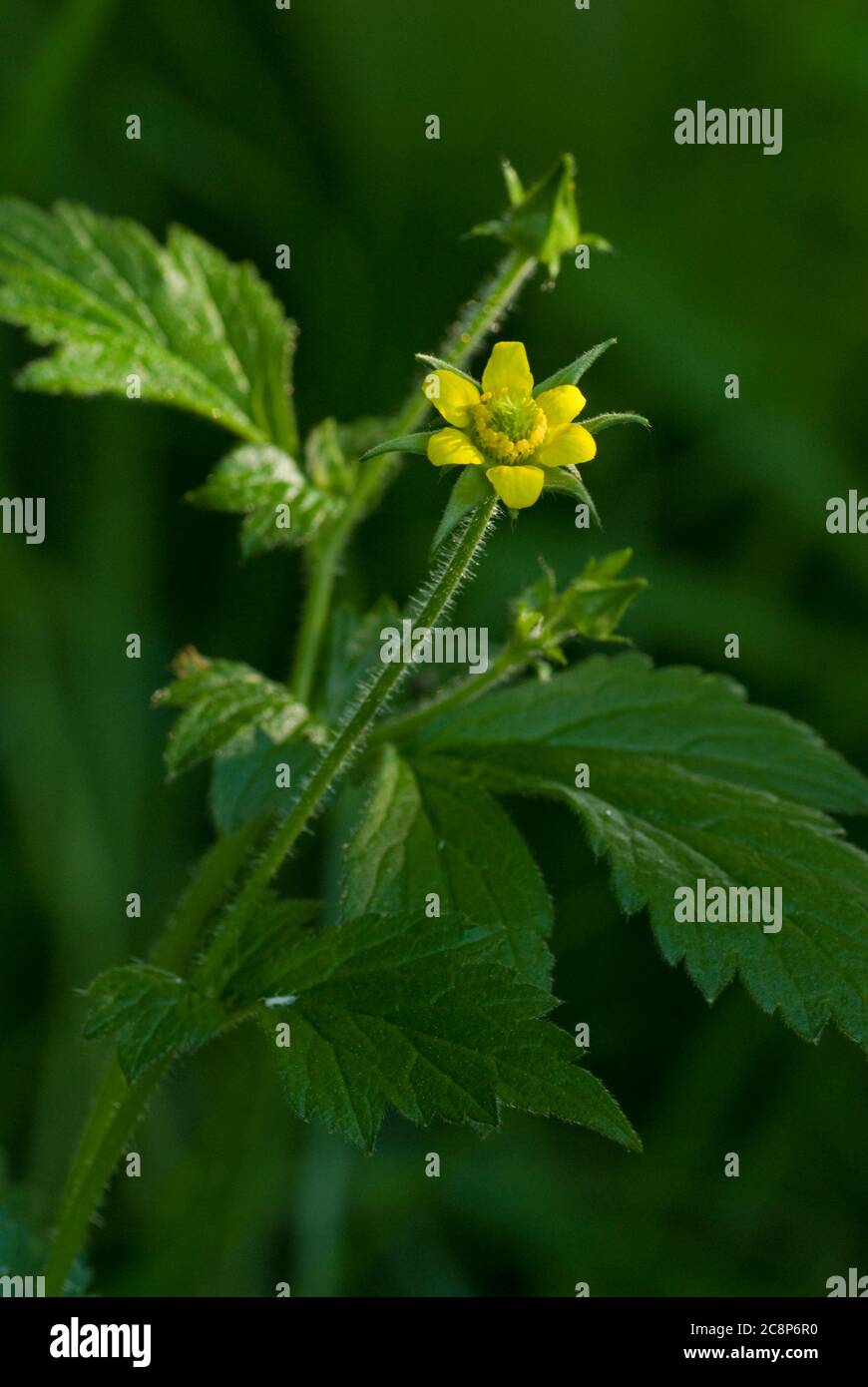 Wood Avens, Geum urbanum, Herb Bennet, Close up portrait of flower and leaves. Norfolk, May. Stock Photo