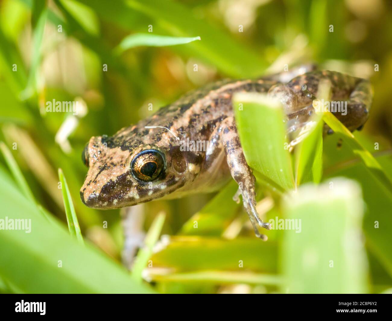 Sarasota, USA, 26 July  2020 - An Eastern Spadefoot Toad (Scaphiopus holbrookii) in Sarasota, Florida.  Credit:  Enrique Shore/Alamy Stock Photo Stock Photo