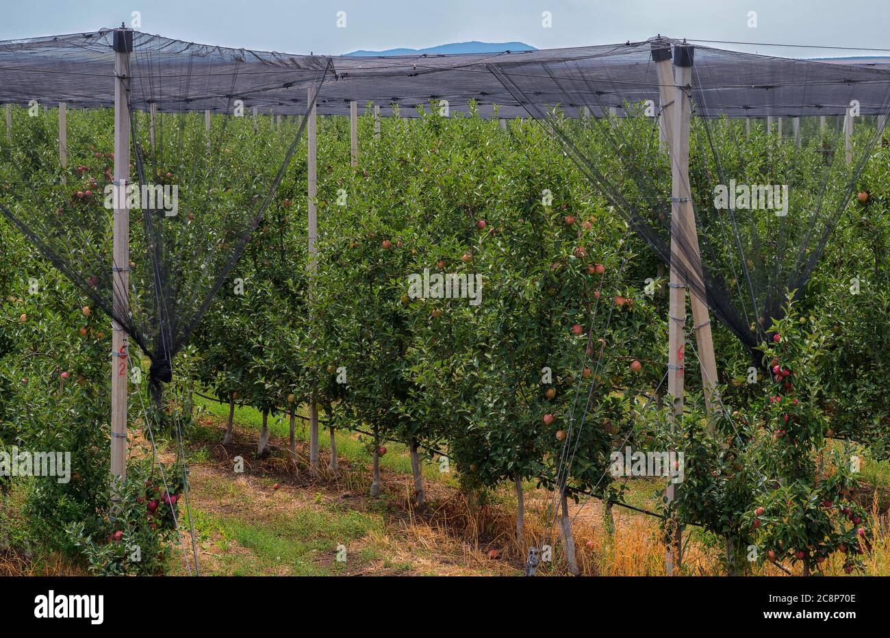 Bulgarian Apple orchard Stock Photo