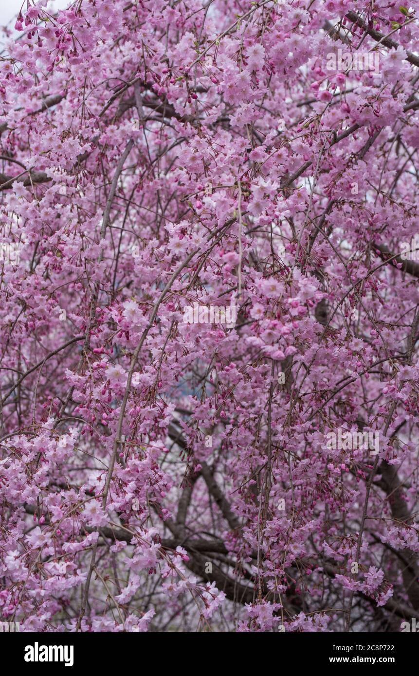 Cherry Blossoms at Sakuragaoka Park in Miyoshi, Tokushima Prefecture, Shikoku Japan - Yaeshidarezakura (Full Blossoms Weeping Cherry) Stock Photo