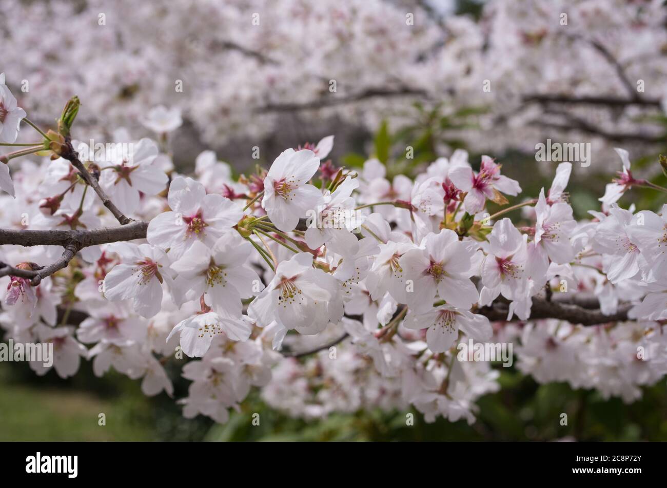 Cherry Blossoms at Sakuragaoka Park in Miyoshi, Tokushima Prefecture, Shikoku Japan Stock Photo