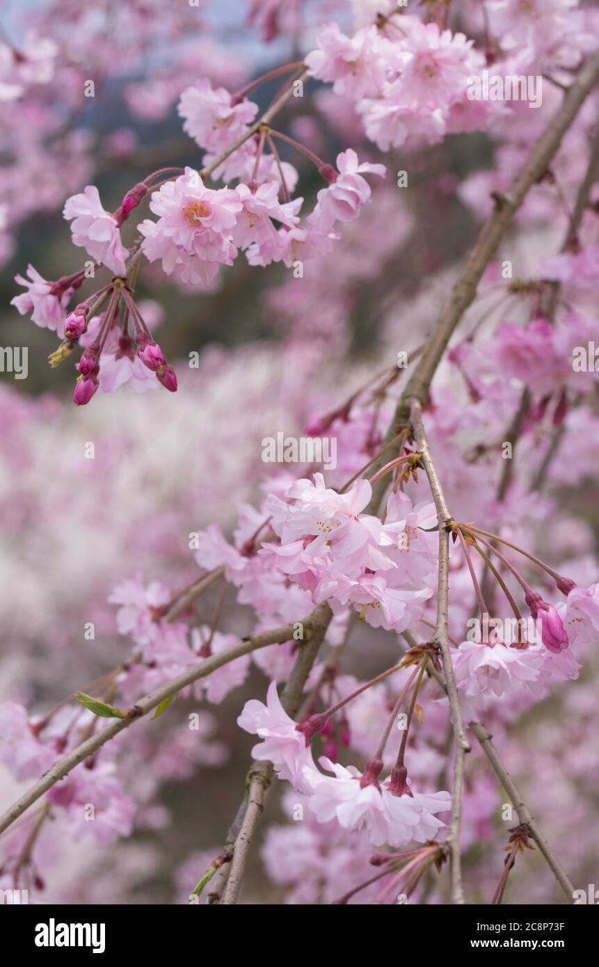 Cherry Blossoms at Sakuragaoka Park in Miyoshi, Tokushima Prefecture, Shikoku Japan - Yaeshidarezakura (Full Blossoms Weeping Cherry) Stock Photo
