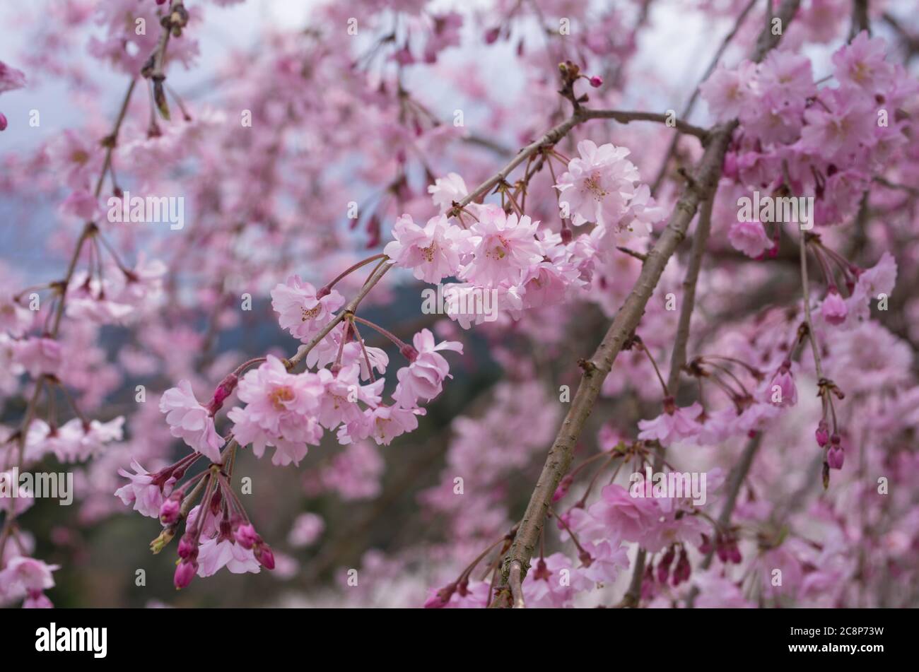 Cherry Blossoms at Sakuragaoka Park in Miyoshi, Tokushima Prefecture, Shikoku Japan - Yaeshidarezakura (Full Blossoms Weeping Cherry) Stock Photo