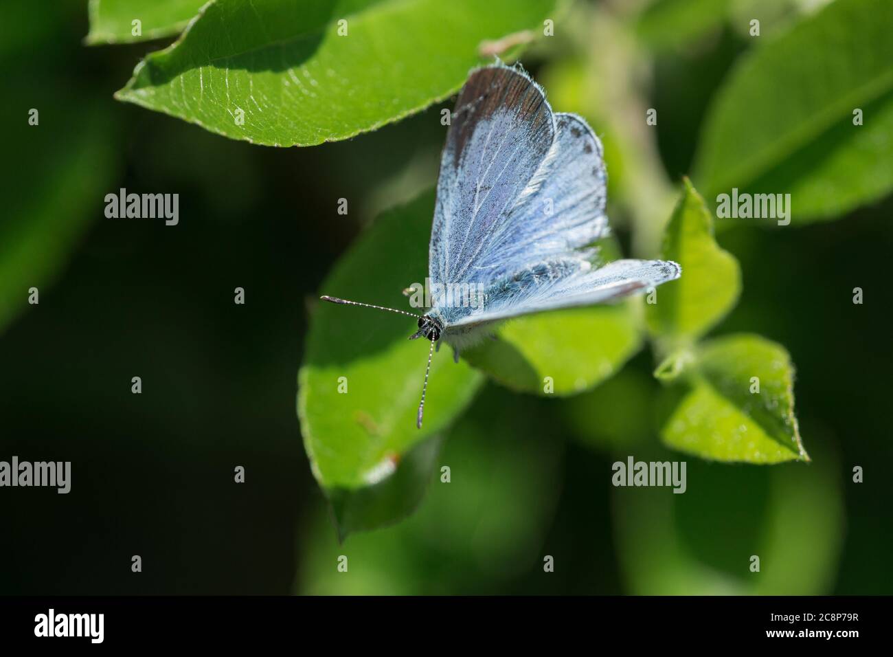 May in Glastonbury and a female Holly Blue butterfly (Celastrina argiolus) rests on a Pyracantha leaf in a garden. Stock Photo