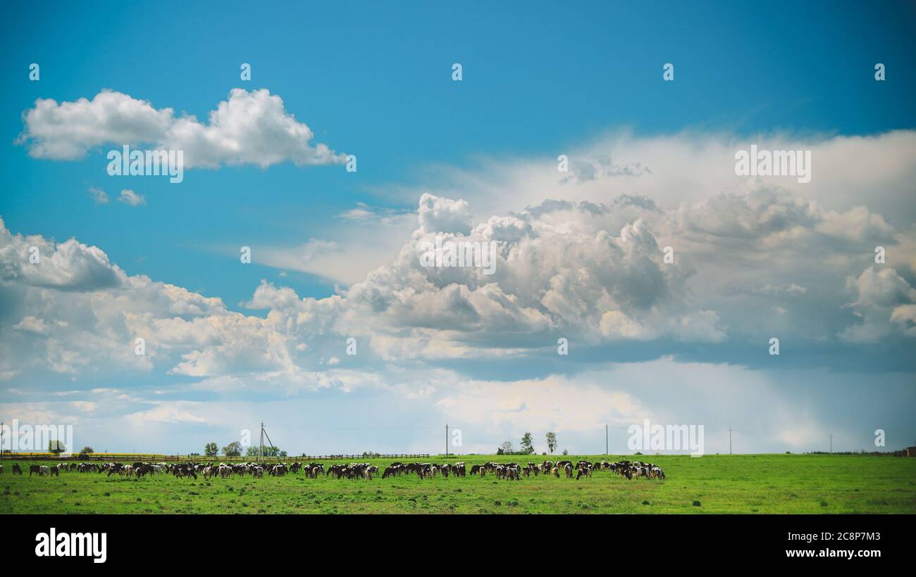 Summer Rural Meadow Landscape Under Scenic Sky. Herd Of Cows Grazing In Green Pasture In Rainy Evening. Cattle Breeding. Stock Photo