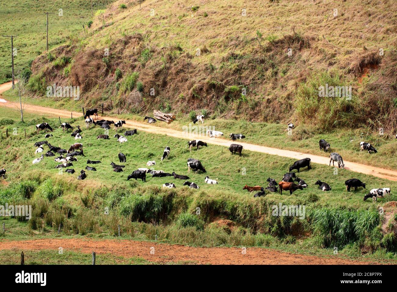 dairy cattle to milk production on countryside of Brazil Stock Photo