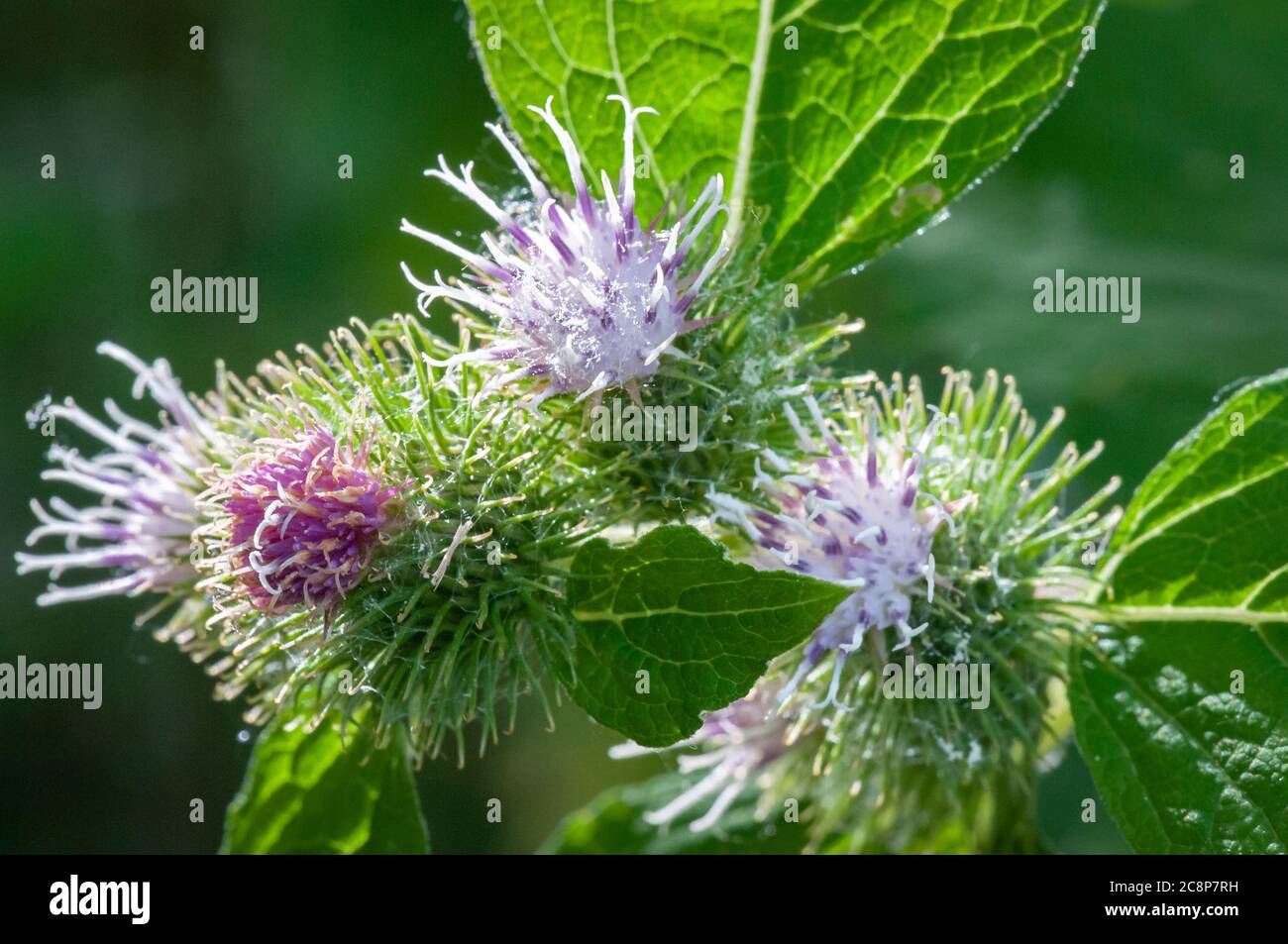 A summer close up image a group of flowering heads of Arctium minus or Common Burdock, also known as Lesser Burdock and Little Burdock. 24 July 2020 Stock Photo