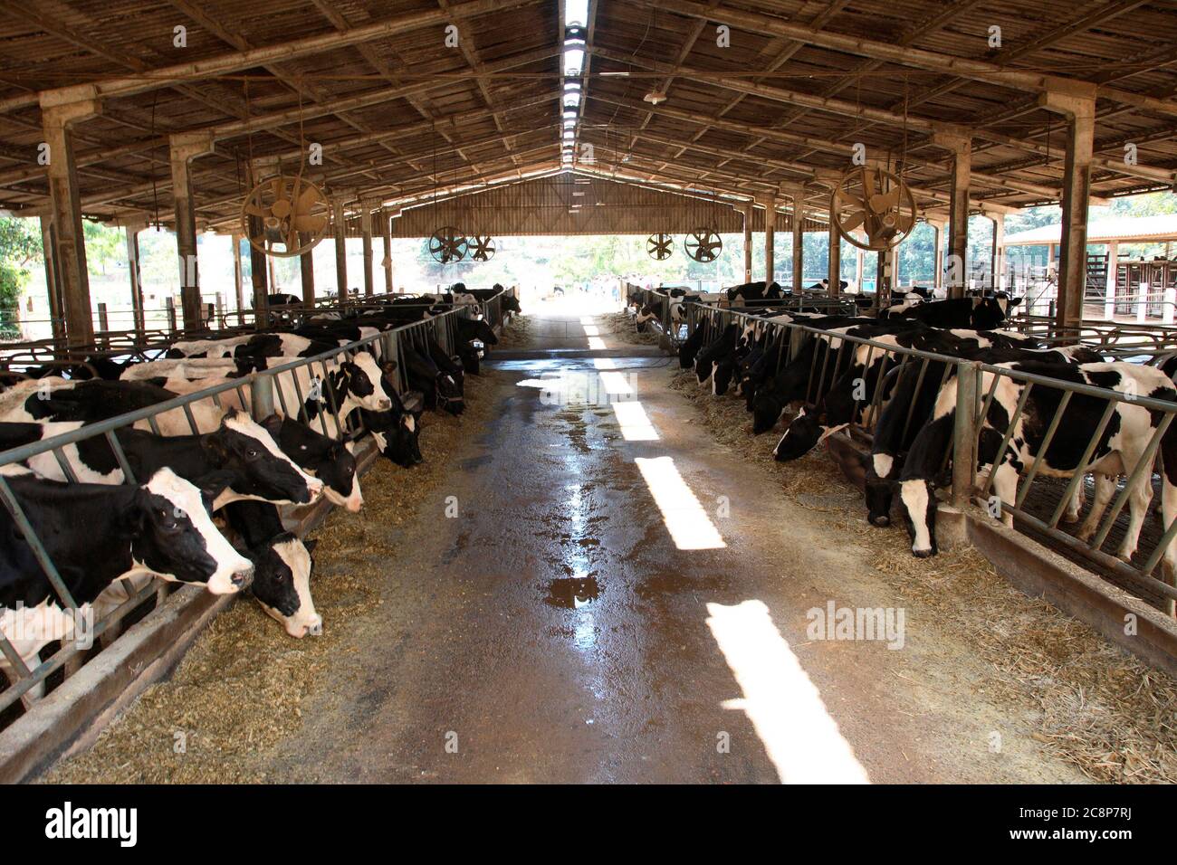 dairy cattle on stable to milk production on countryside of Brazil