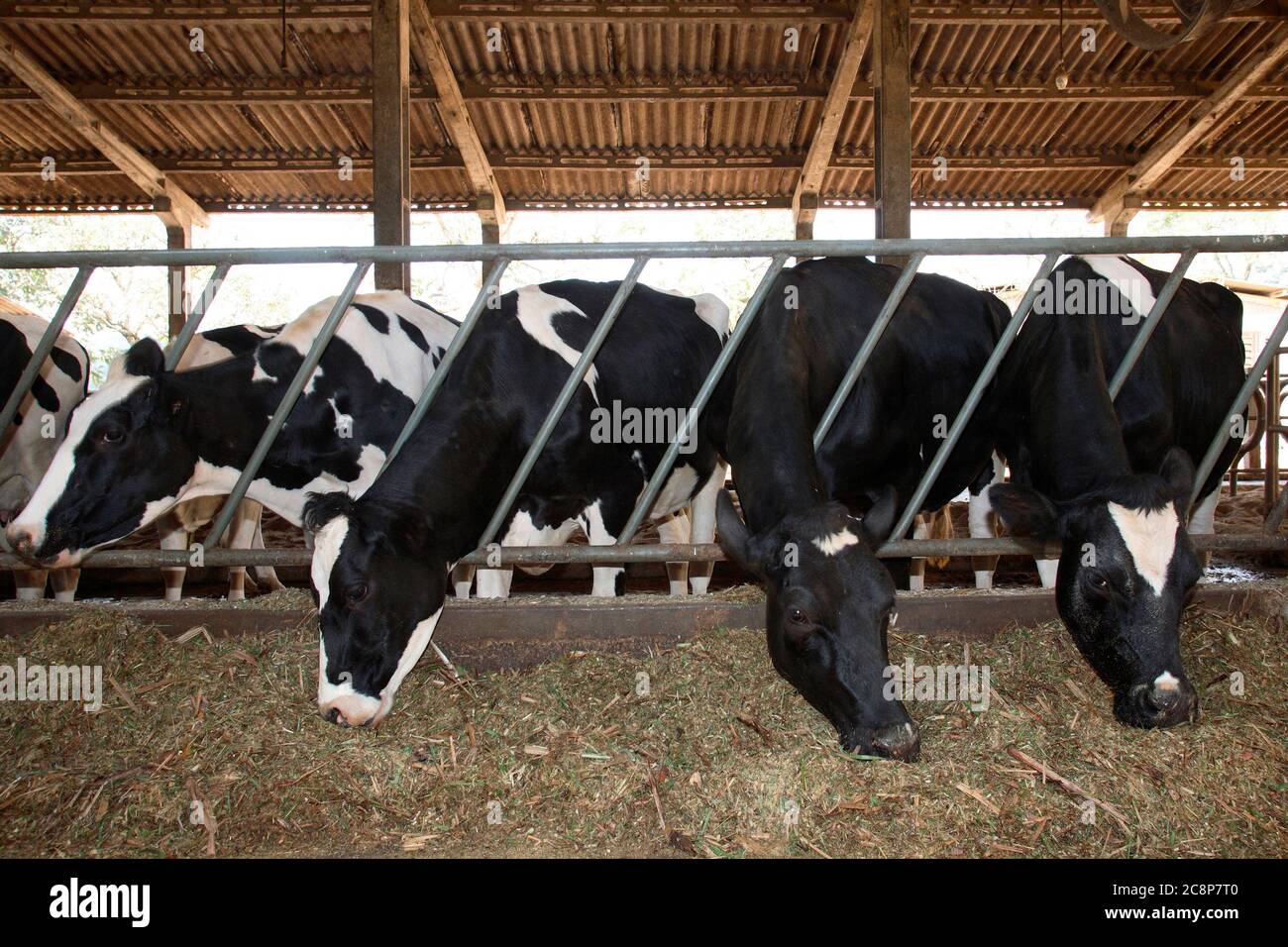 dairy cattle on stable to milk production on countryside of Brazil