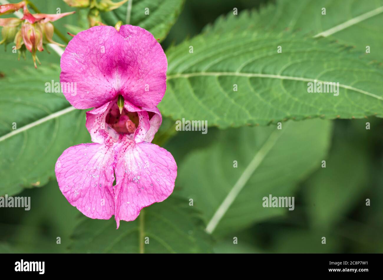 A summer close up image of Himalyan Balsam, Impatiens glandulifera, at Staveley Nature Reserve, Yorkshire, England. 24 July 2020 Stock Photo