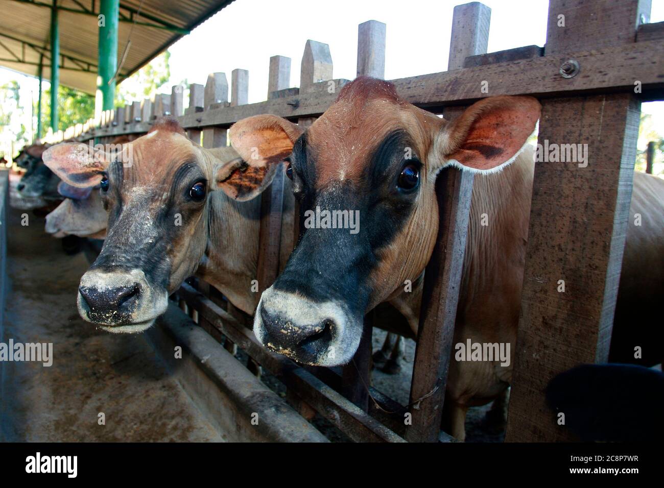 dairy cattle on stable to milk production on countryside of Brazil