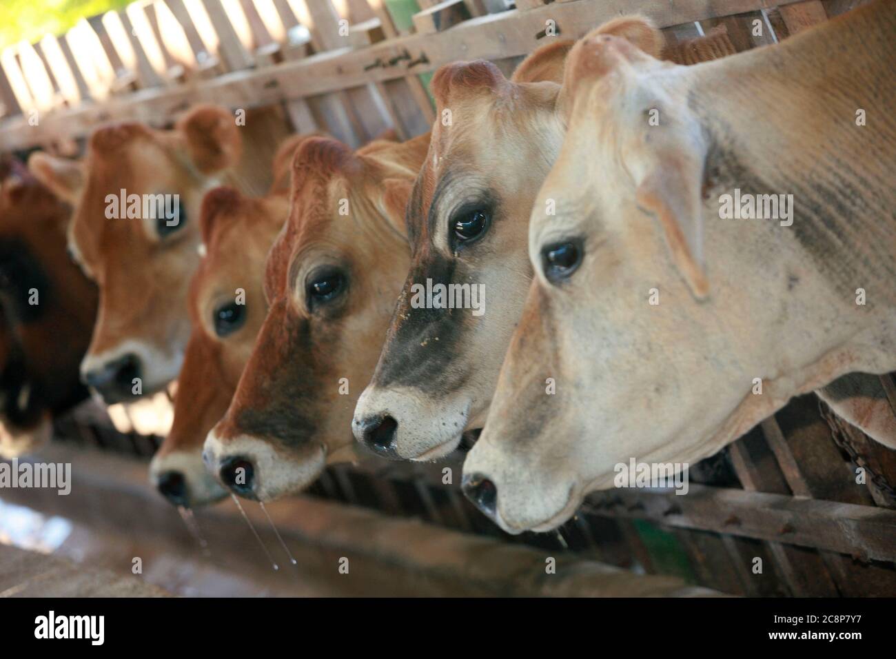 dairy cattle on stable to milk production on countryside of Brazil