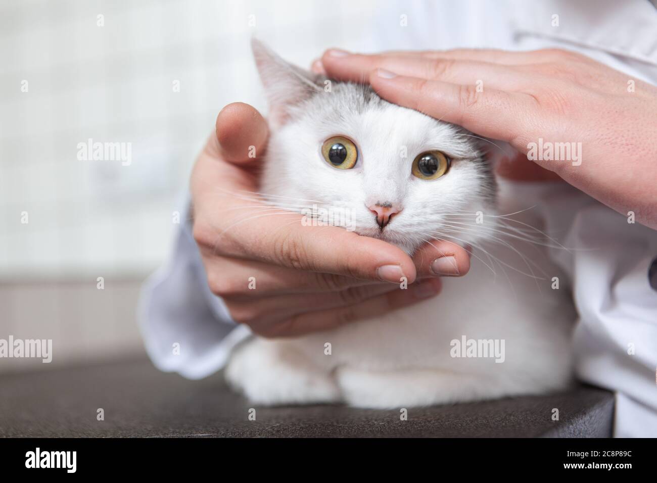 Close up of a funny cat looking scared while male vet preparing