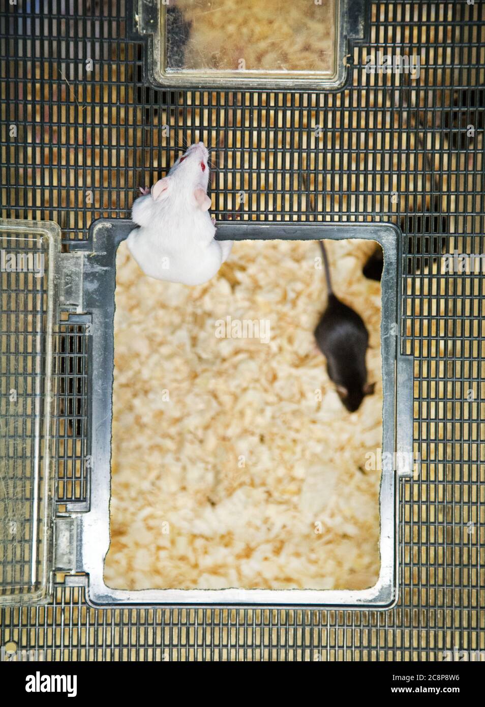 Mice cages hires stock photography and images Alamy