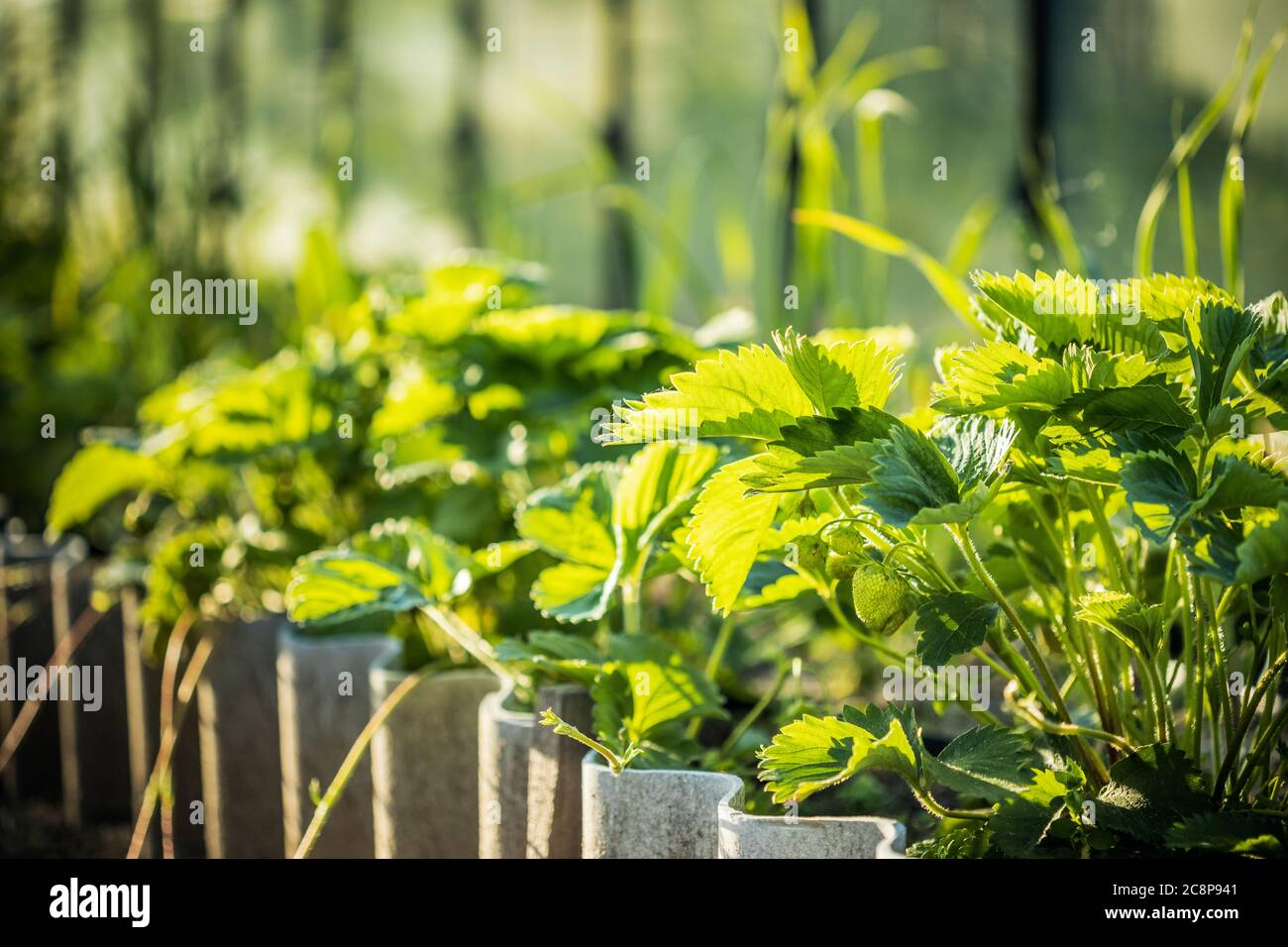 Unripe wild strawberry hi-res stock photography and images - Alamy