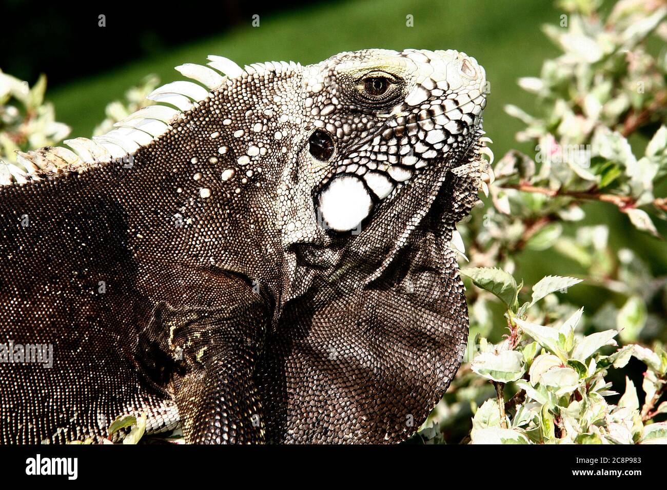 Lizard native to mexico and central america hi-res stock photography and images - Alamy