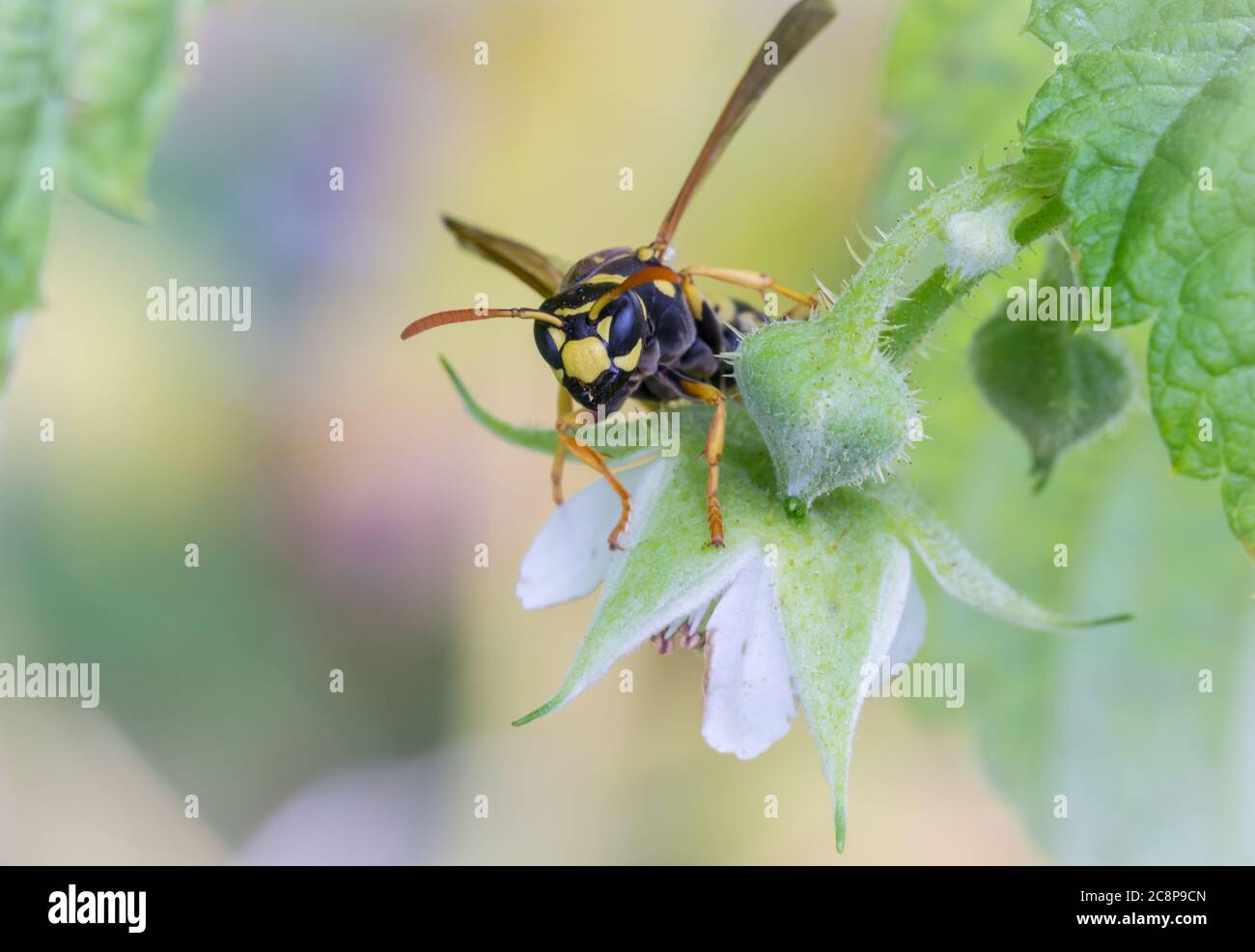 Wasp Raspberry I took this wasp early in the morning on one raspberry bush Stock Photo ...