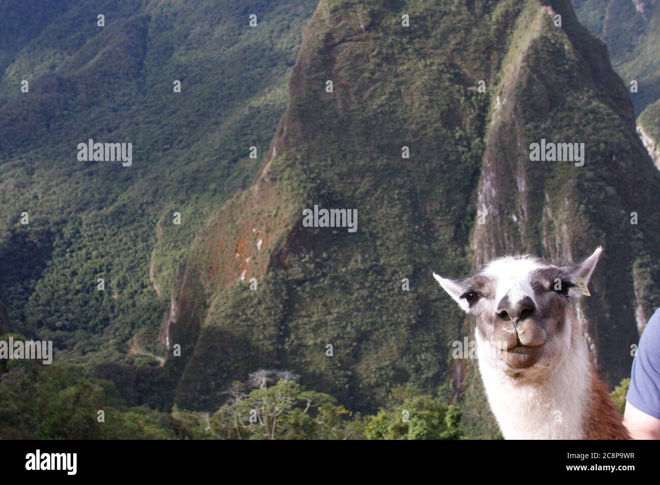 Lhama Peru High Resolution Stock Photography And Images Alamy